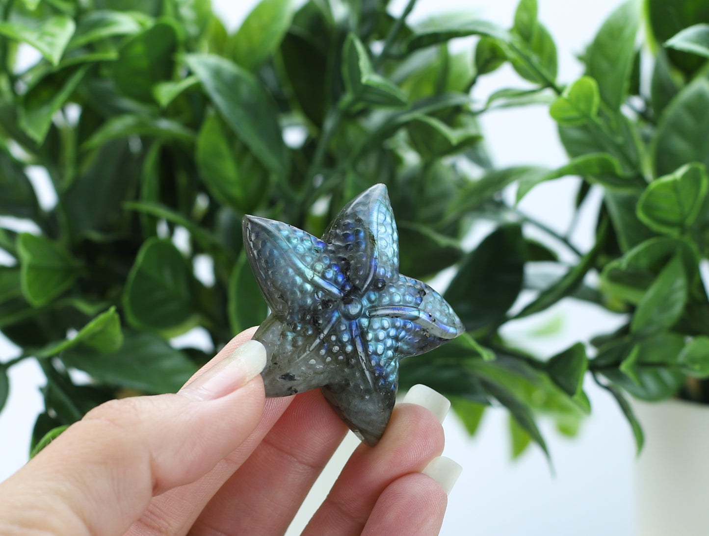 Labradorite Star Fish