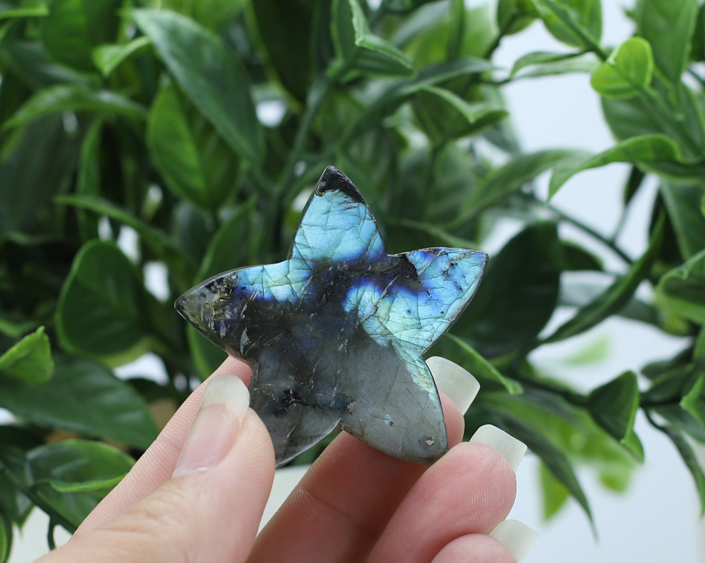 Labradorite Star Fish