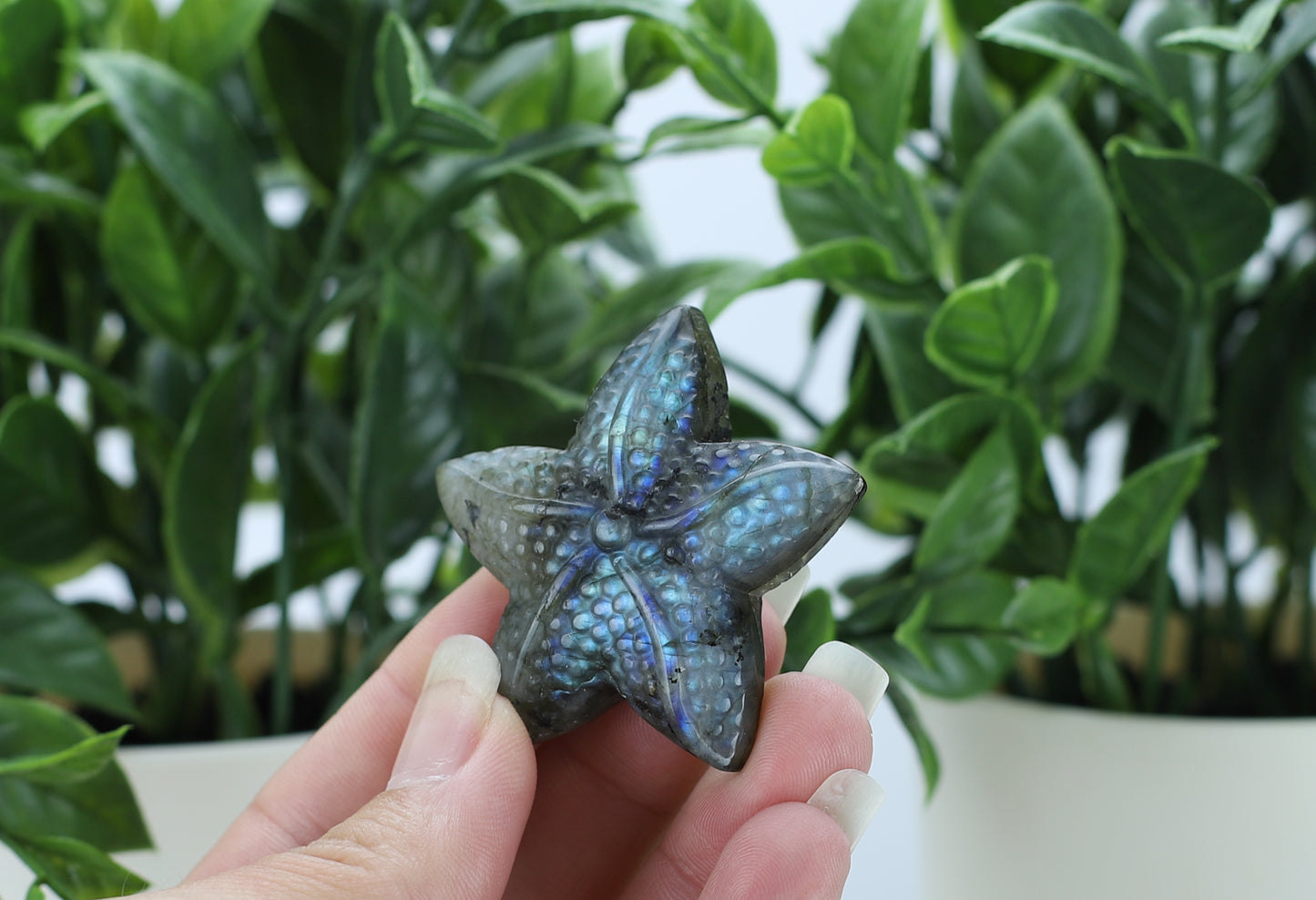 Labradorite Star Fish