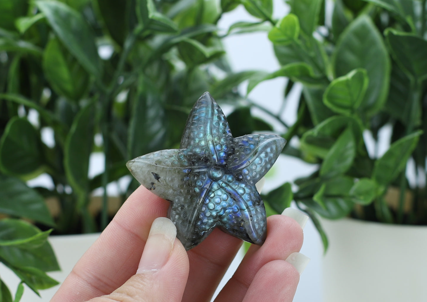 Labradorite Star Fish