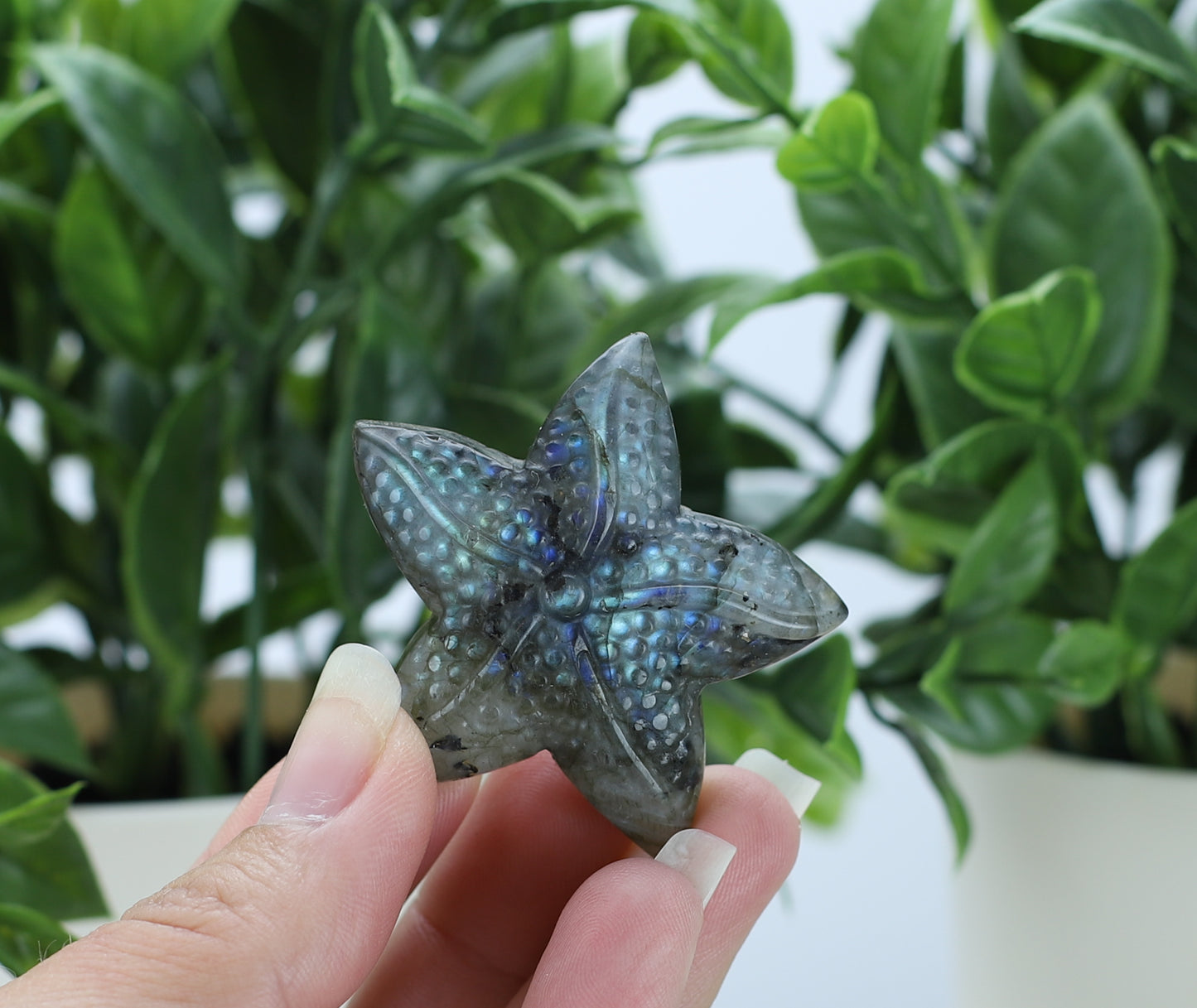 Labradorite Star Fish