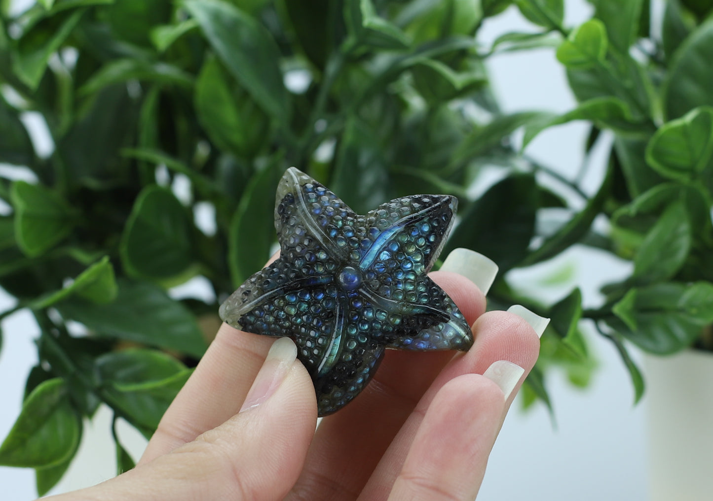Labradorite Star Fish