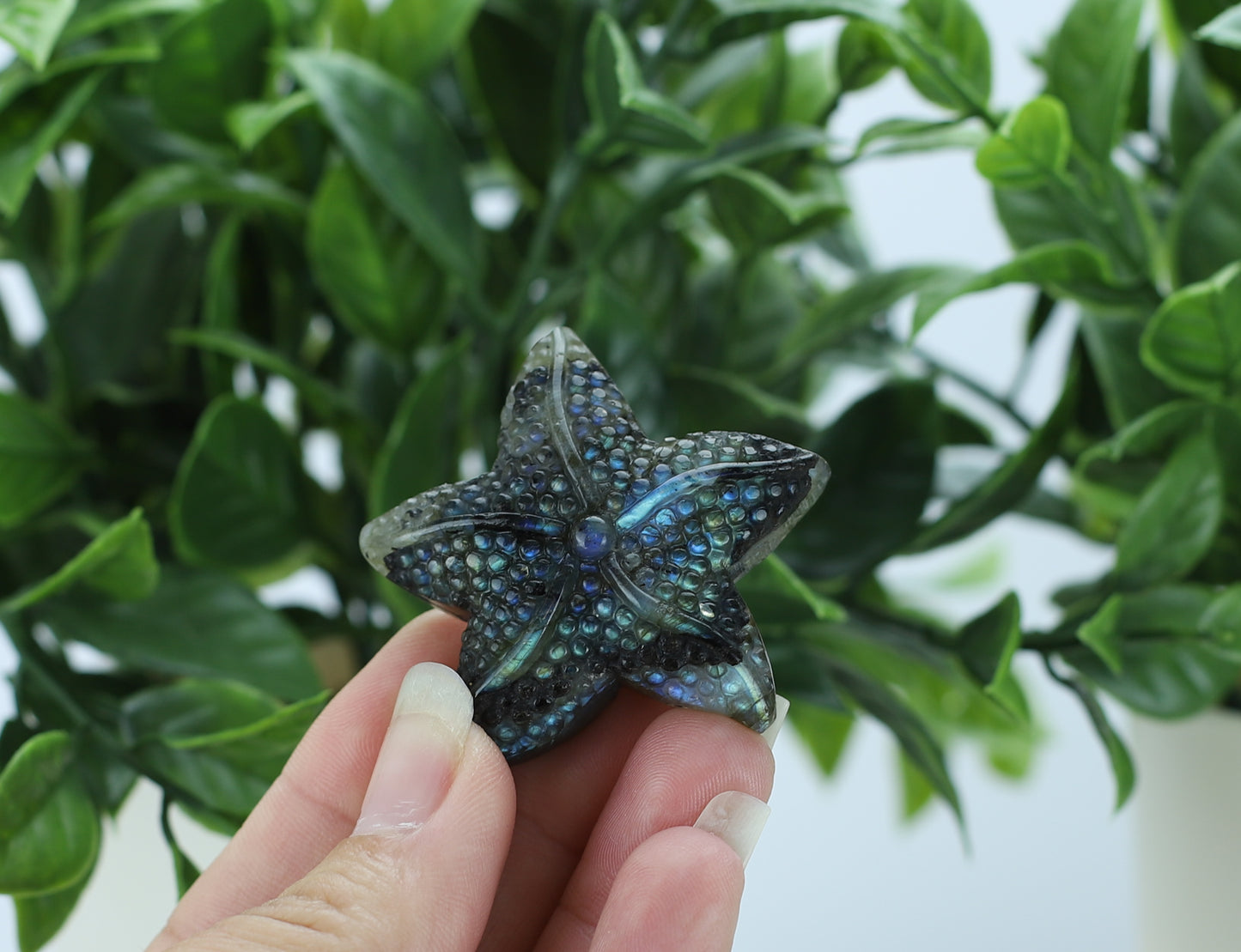 Labradorite Star Fish