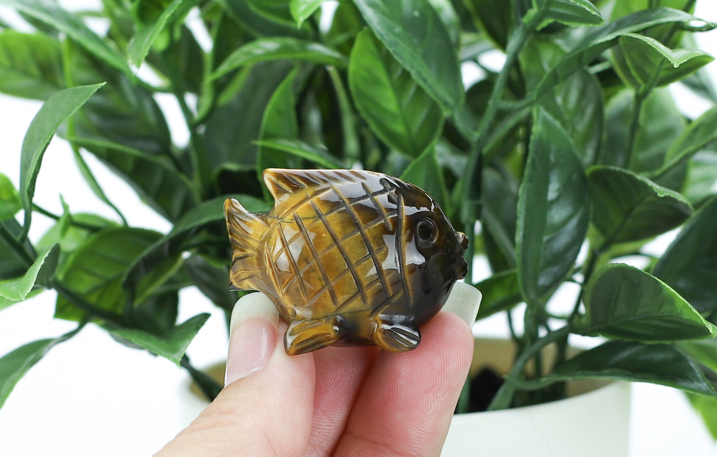 Tiger's Eye Blow Fish