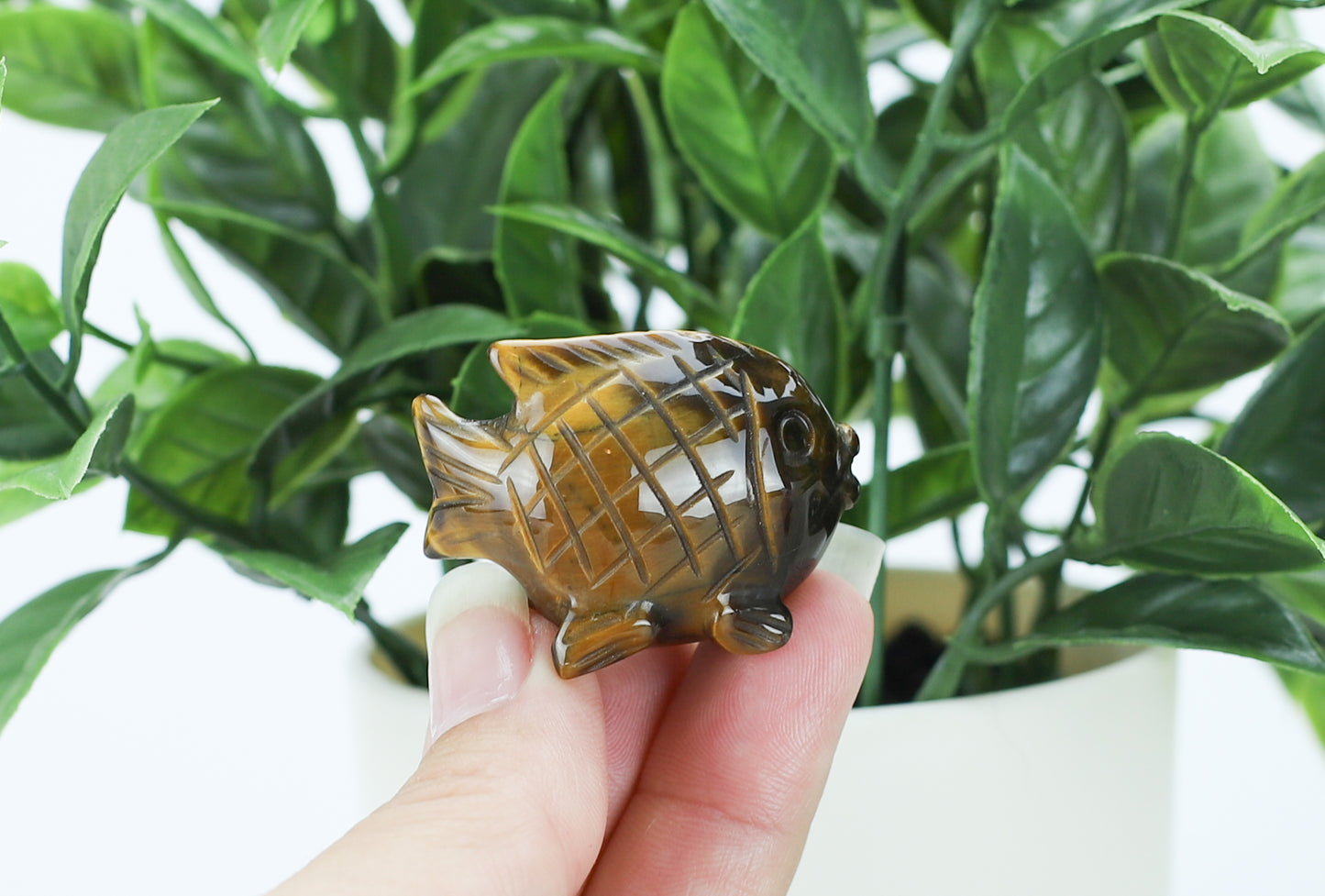 Tiger's Eye Blow Fish