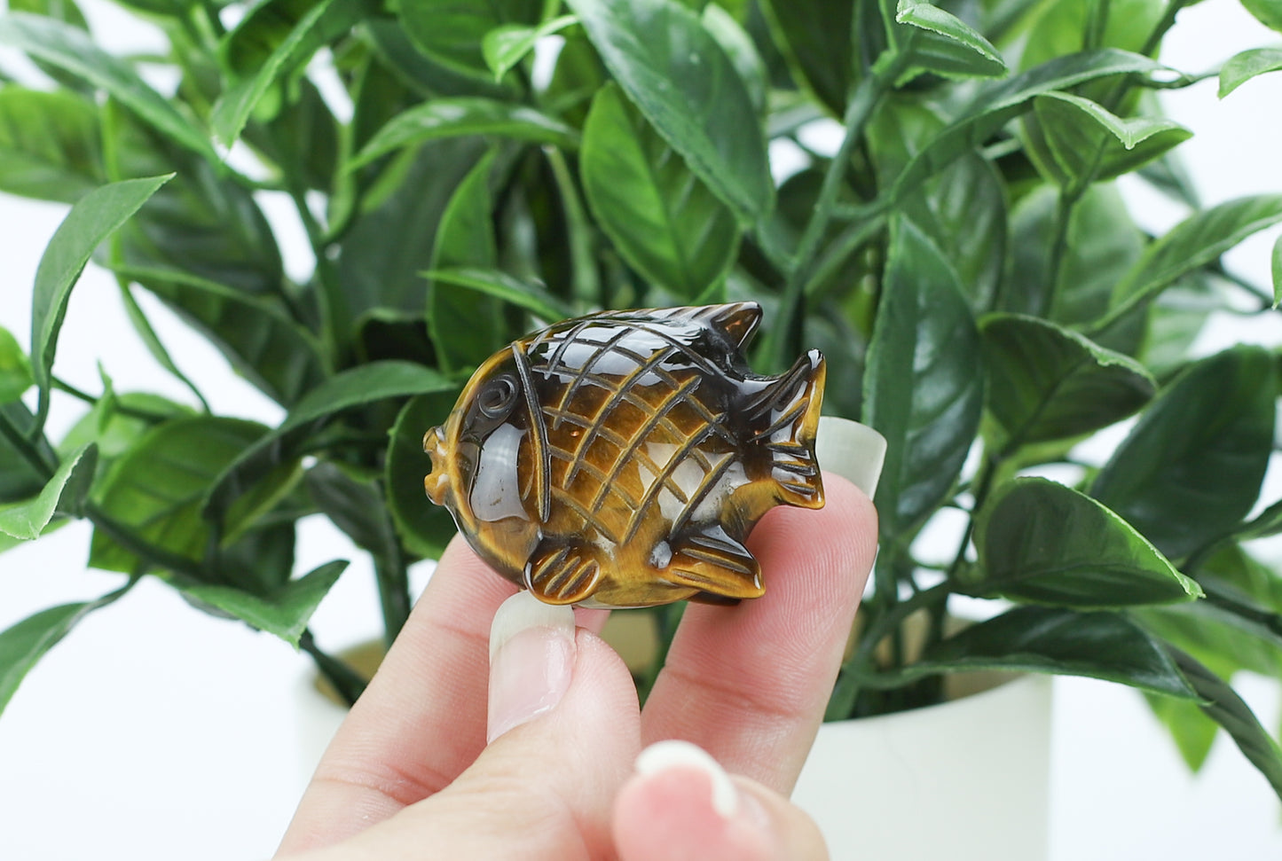 Tiger's Eye Blow Fish