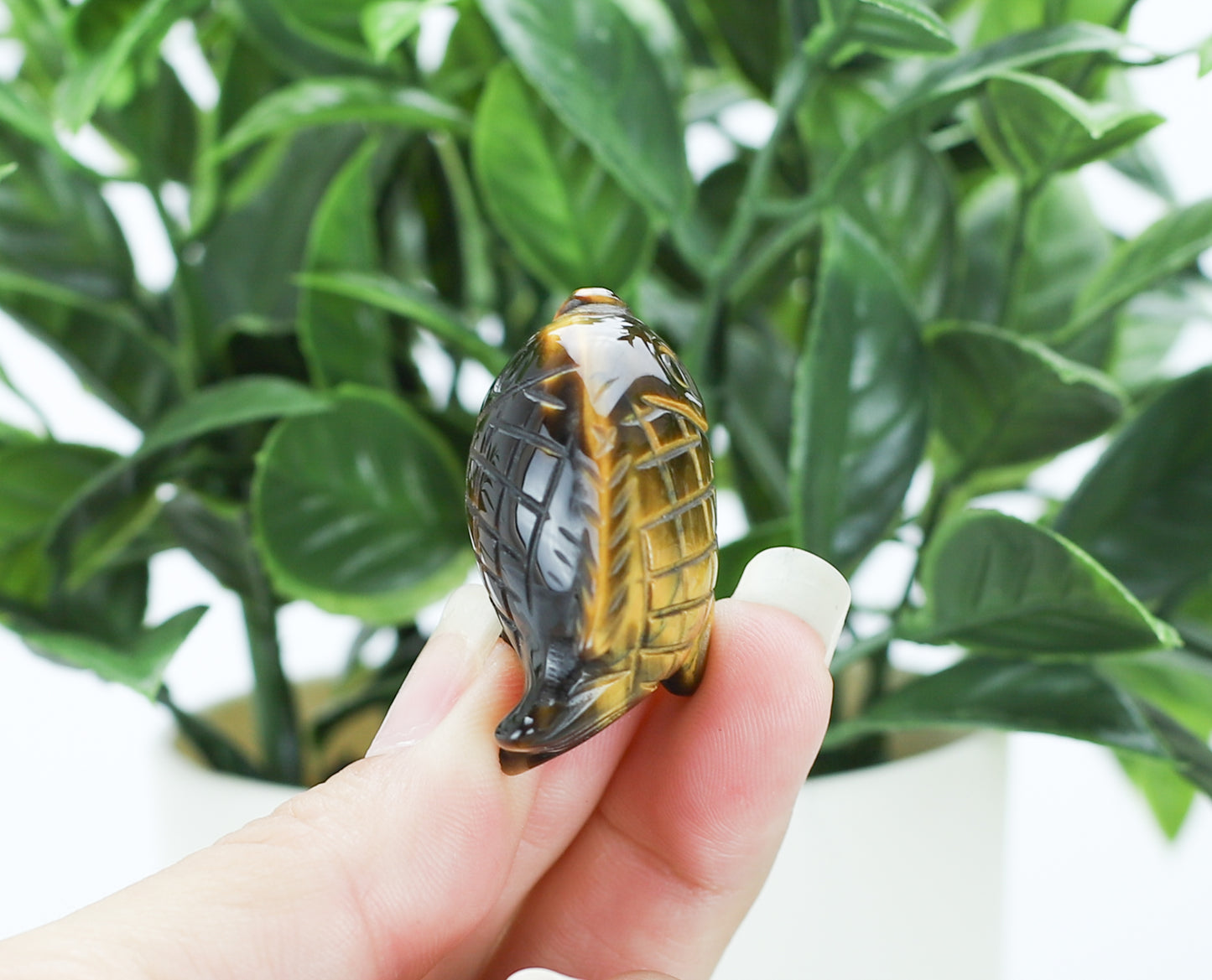 Tiger's Eye Blow Fish