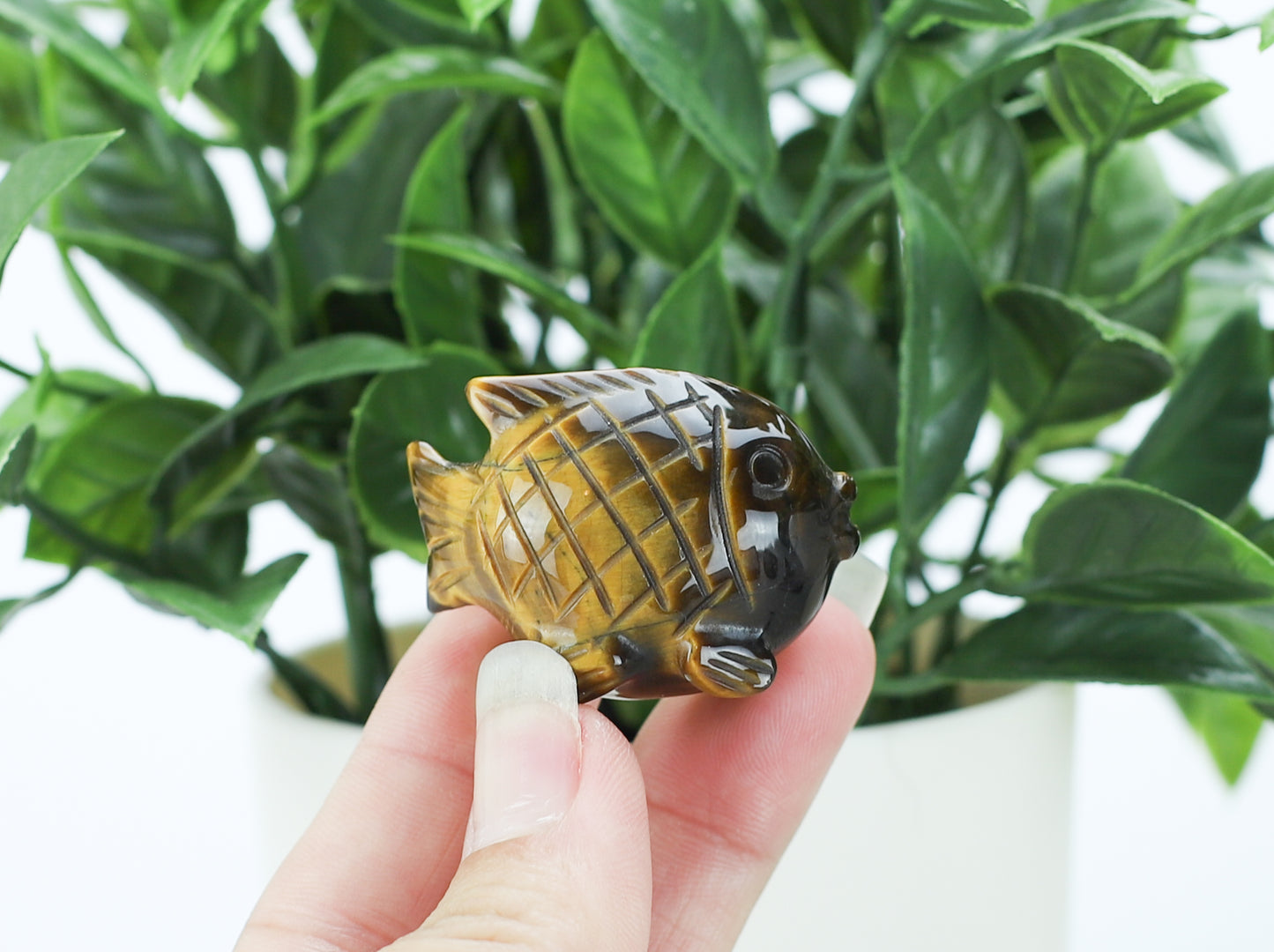 Tiger's Eye Blow Fish