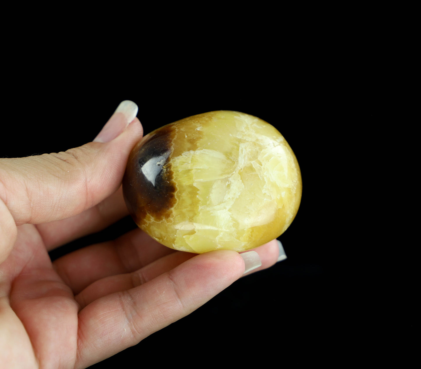 Septarian Palm Stone,