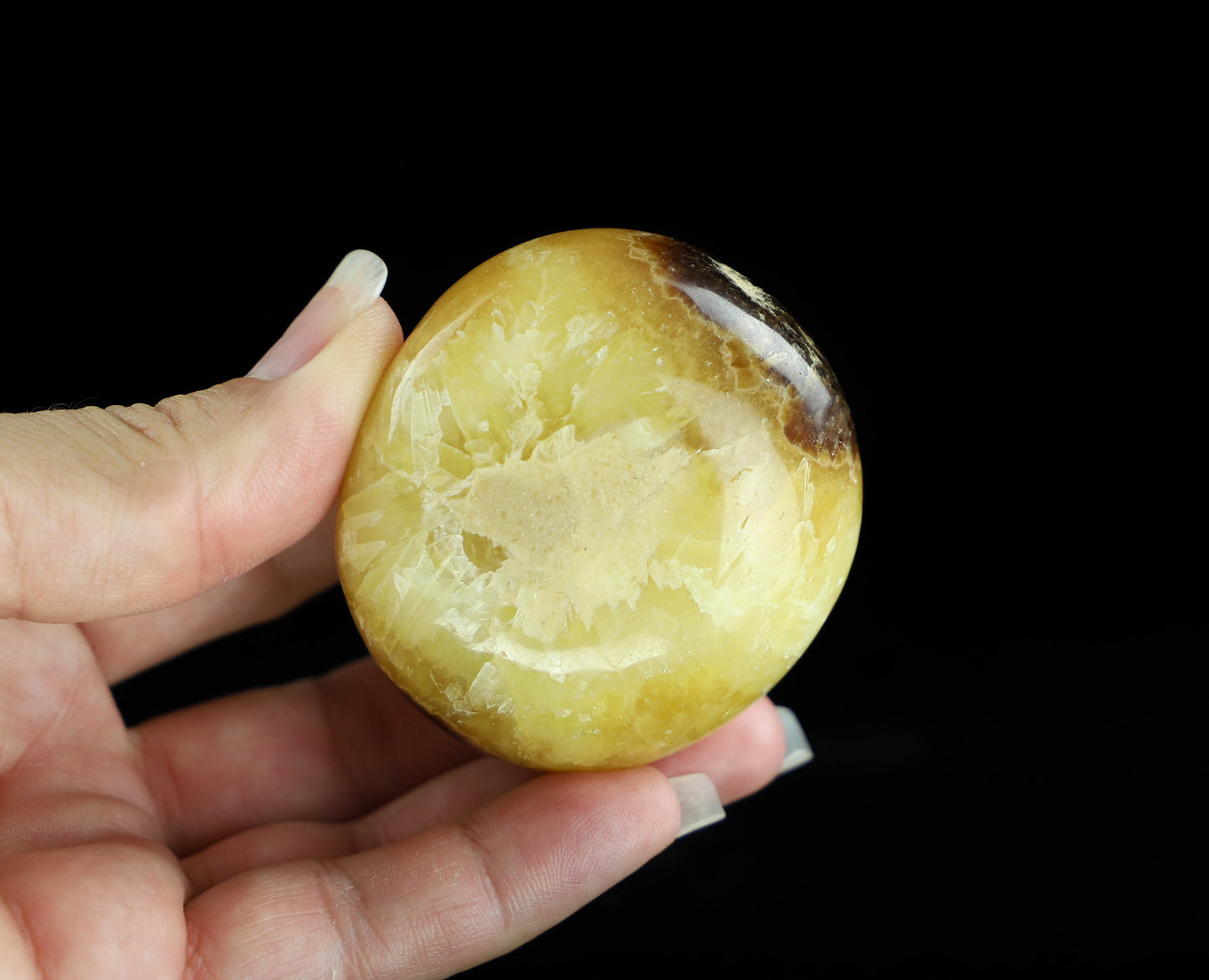 Septarian Palm Stone,