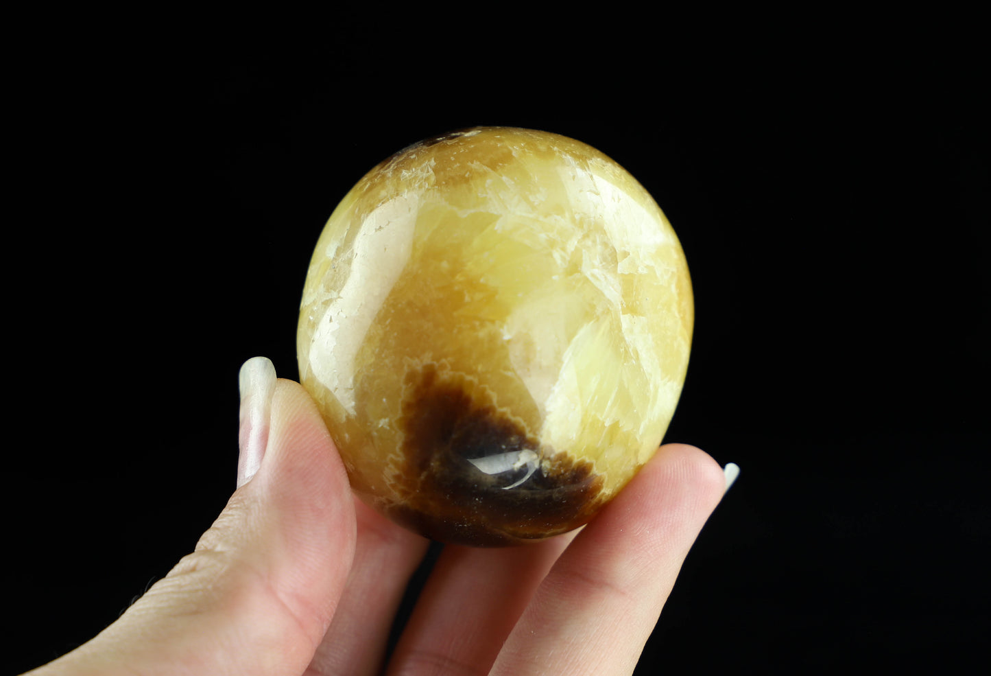 Septarian Palm Stone,