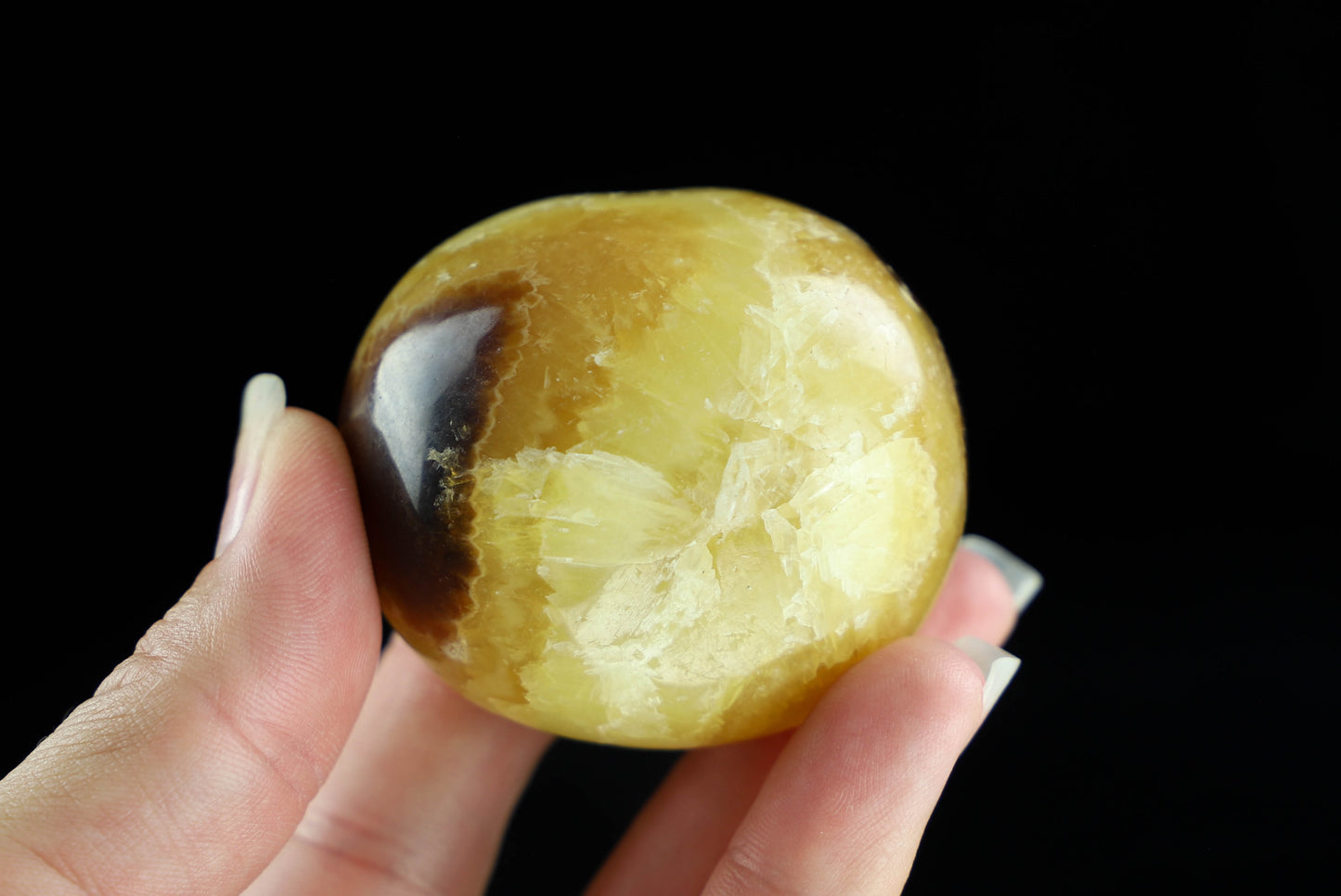 Septarian Palm Stone,