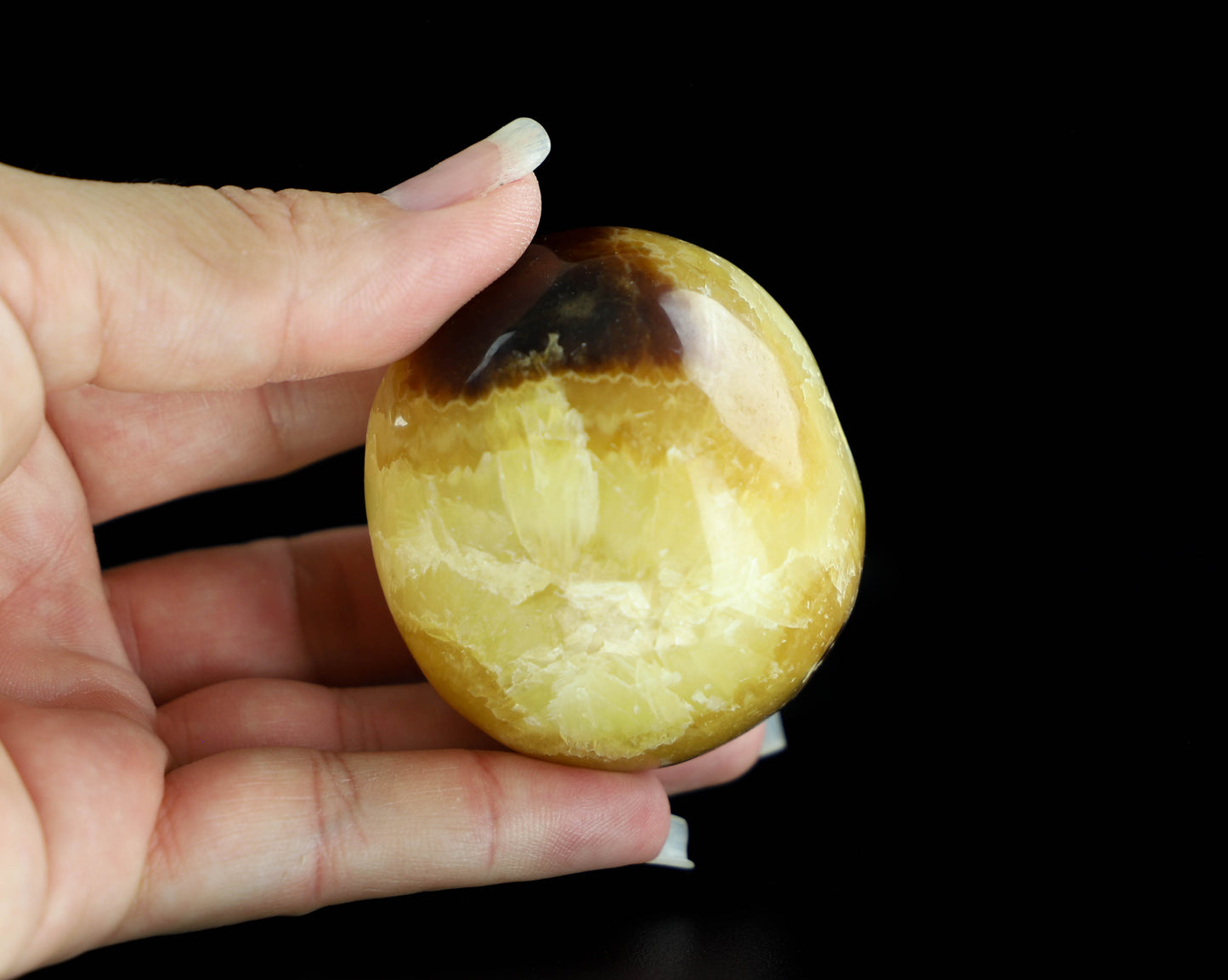 Septarian Palm Stone,
