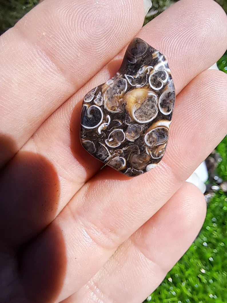 Natural Turritella Agate Crystal Tumble - Unique Fossil for Collectors and Spiritual Enthusiasts