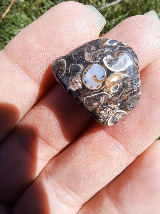 Natural Turritella Agate Crystal Tumble - Unique Fossil for Collectors and Spiritual Enthusiasts