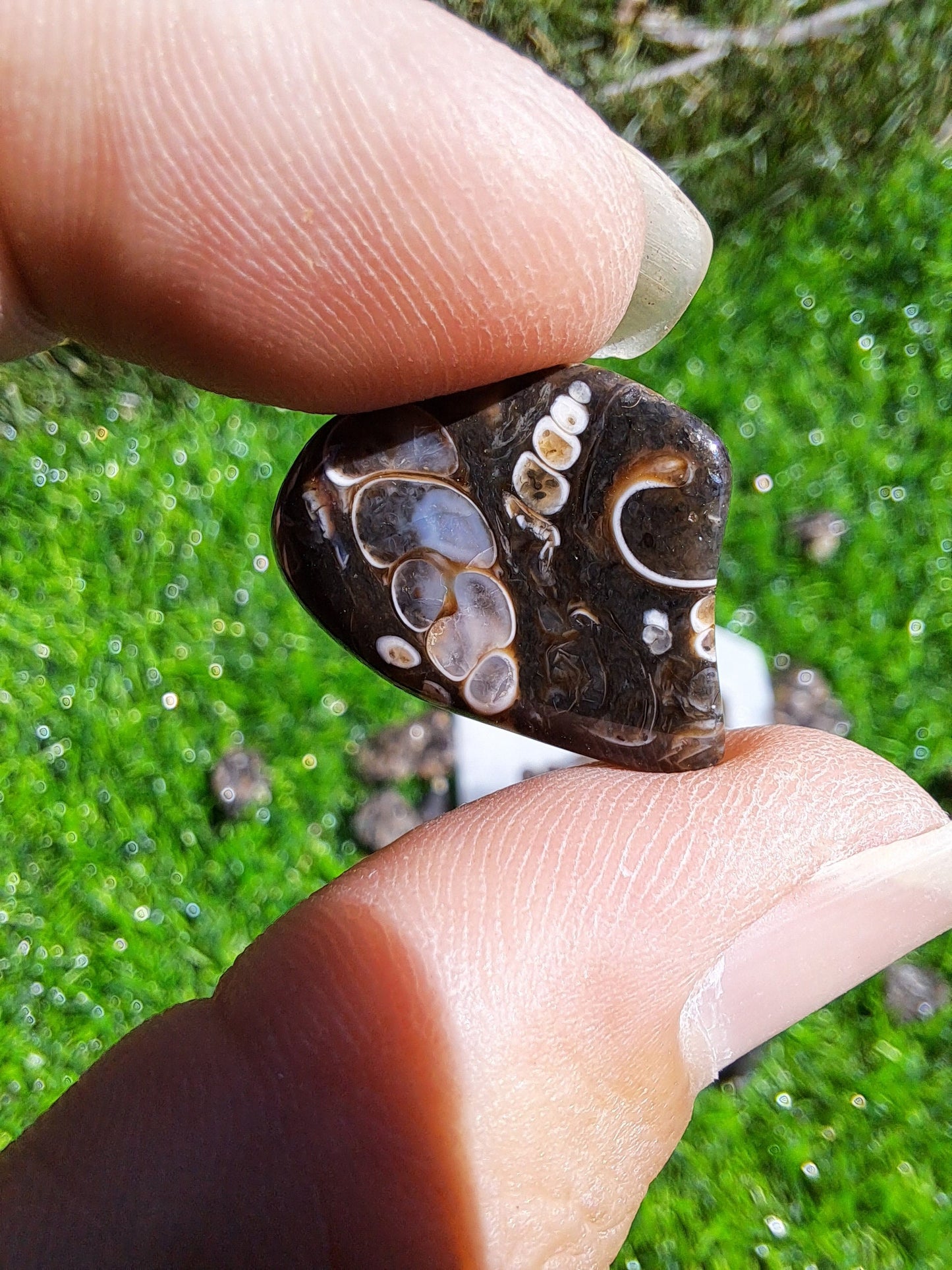 Natural Turritella Agate Crystal Tumble - Unique Fossil for Collectors and Spiritual Enthusiasts