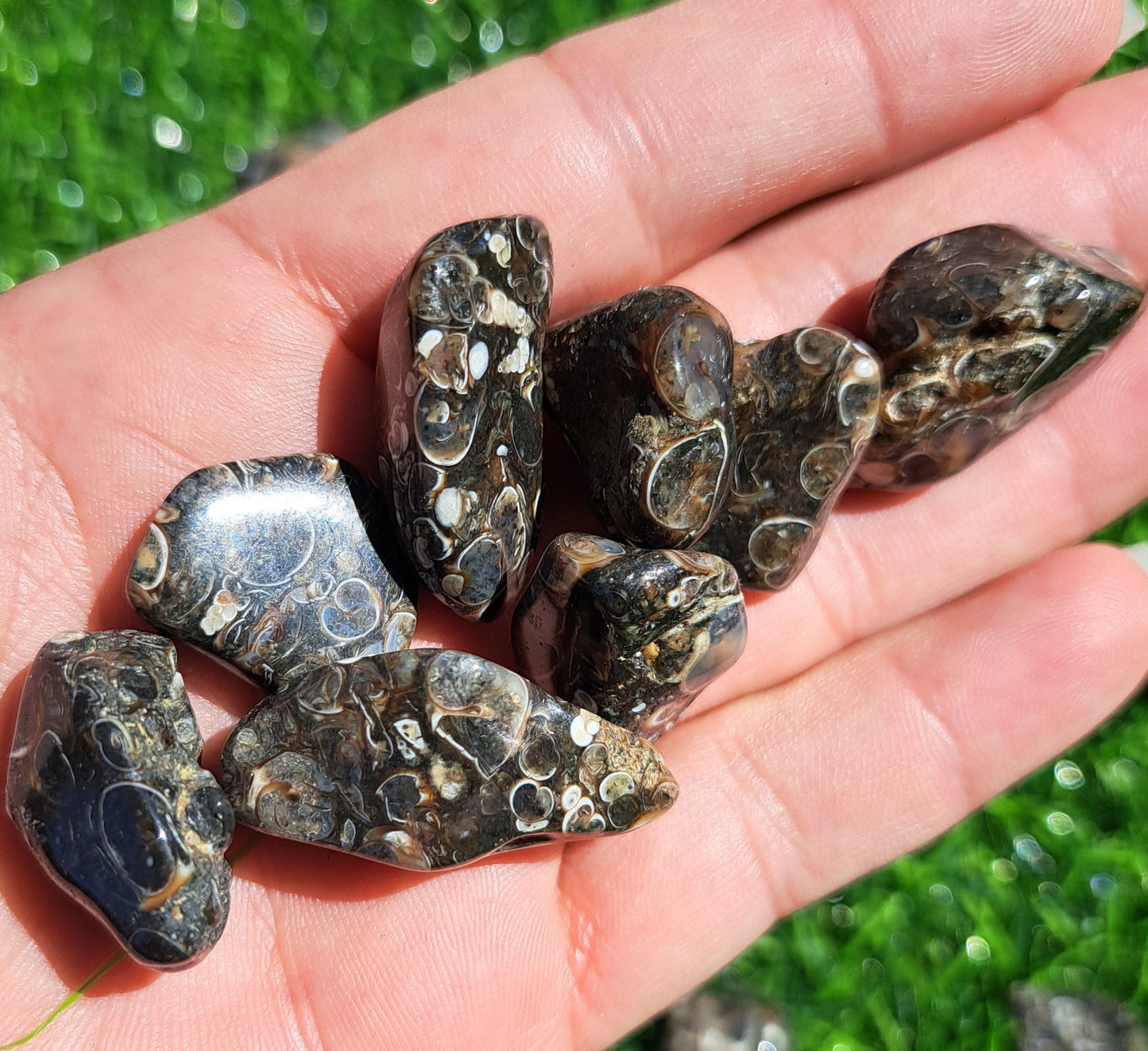 Natural Turritella Agate Crystal Tumble - Unique Fossil for Collectors and Spiritual Enthusiasts