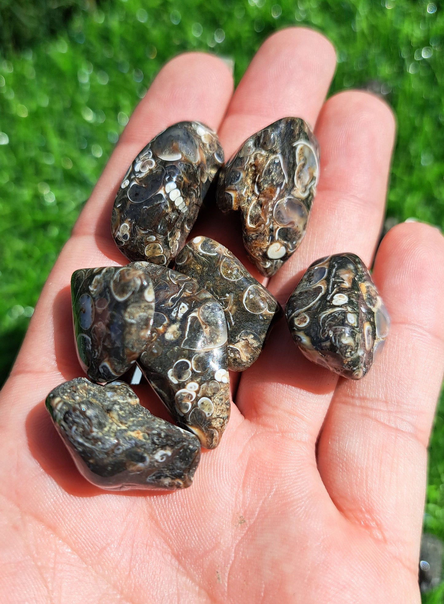 Natural Turritella Agate Crystal Tumble - Unique Fossil for Collectors and Spiritual Enthusiasts