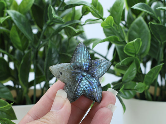 Labradorite Star Fish