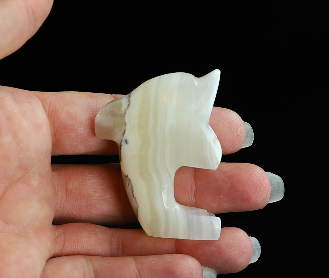 Onyx Dolphin